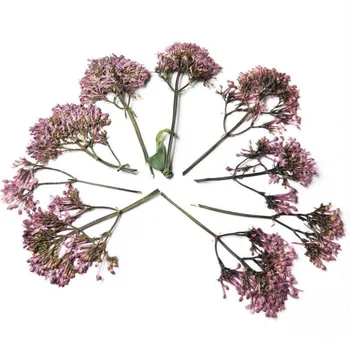 100vnt 3-8cm Presuotų Džiovintų Violetinė su Stiebai Augalų Herbariumas Papuošalai Atvirukas Telefono dėklas Žymą 