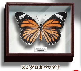 Japonija Ikimon Gashapon Kapsulė Žaislas Drugeliai Egzempliorių Šaldytuvas Lipdukas 2 Apdailos Vabzdžių, Gyvūnų Modelis Nuotrauka 2
