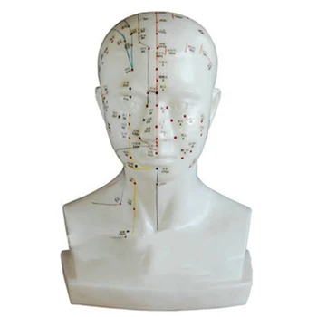 BIX-Y1020 Kinijos Tradicinės Medicinos Manikin natūralaus Dydžio Galvos Akupunktūra Modelis